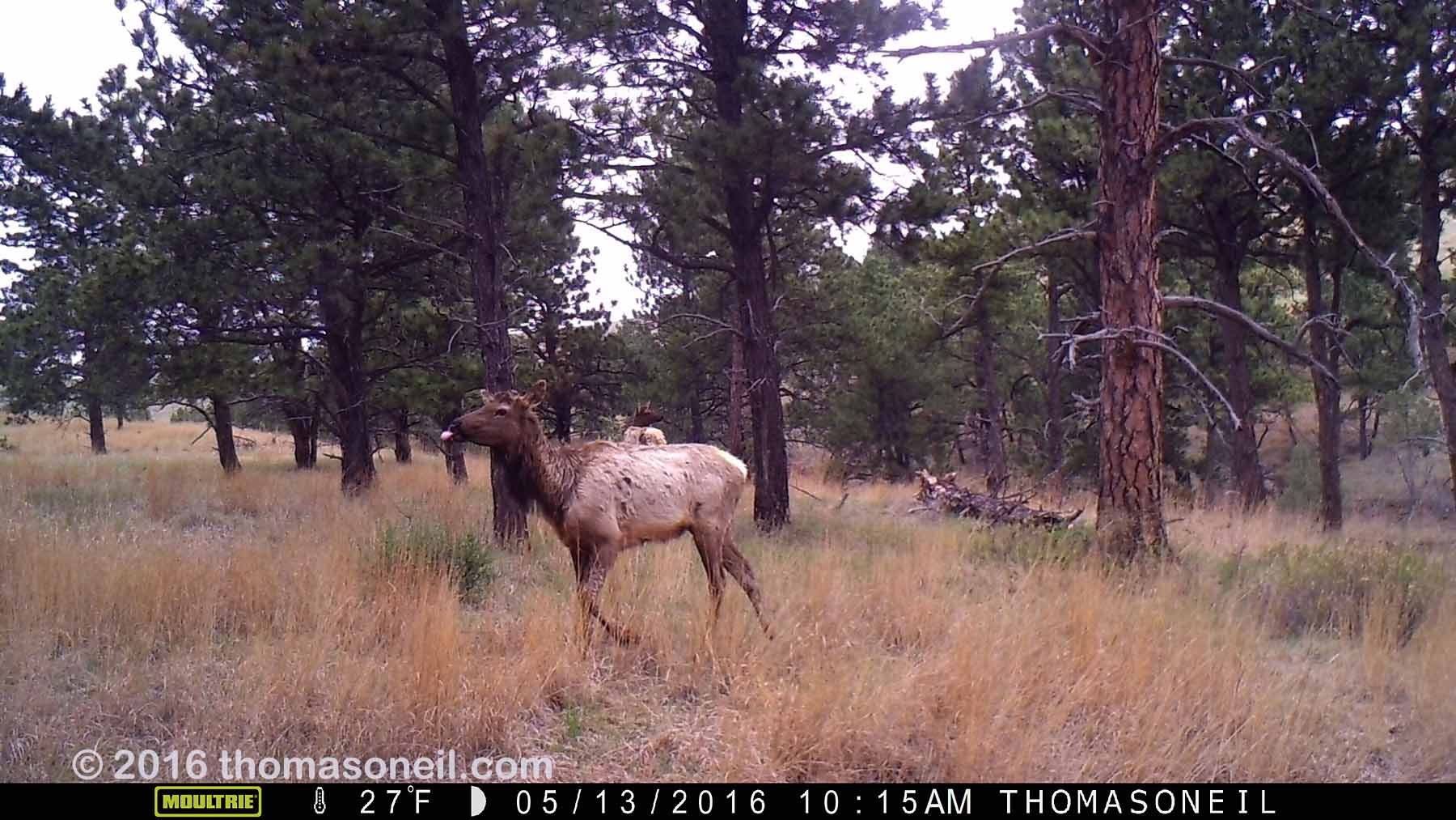 Elk on Moultrie trailcam, Wind Cave National Park.  Compare to following image on Primos trailcam.  Click for next photo.