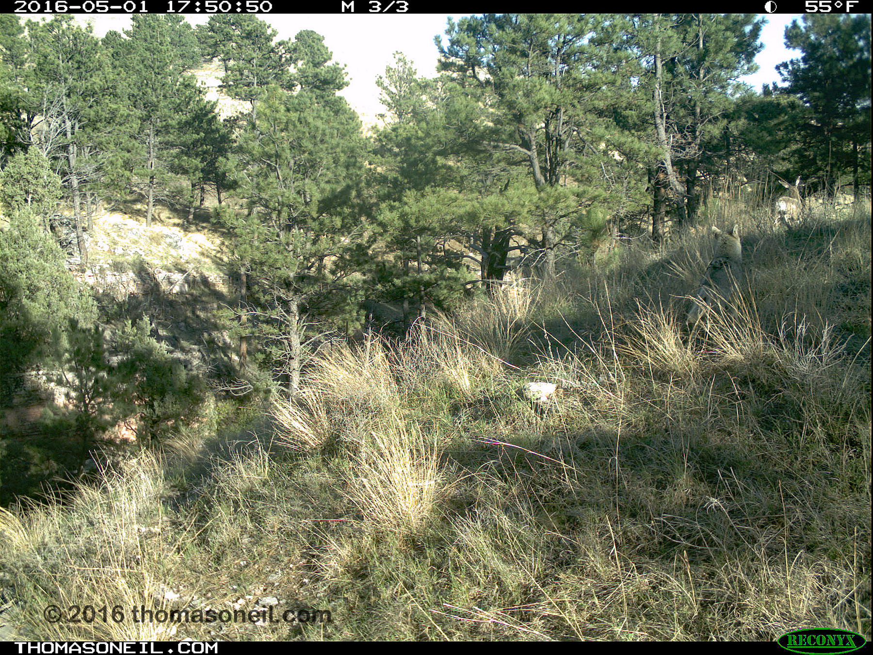 Trailcam image from Wind Cave National Park in May 2016, you need to look closely at upper right to see a coyote starting to chase a deer.  Click for next photo.