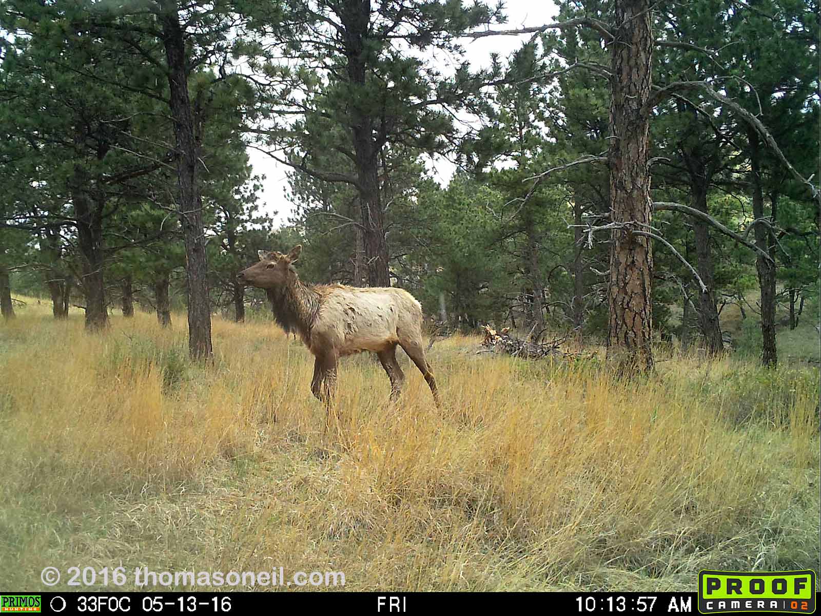 Elk on Primos trailcam, Wind Cave National Park.  Compare to previous image on Moultrie trailcam.  Click for next photo.