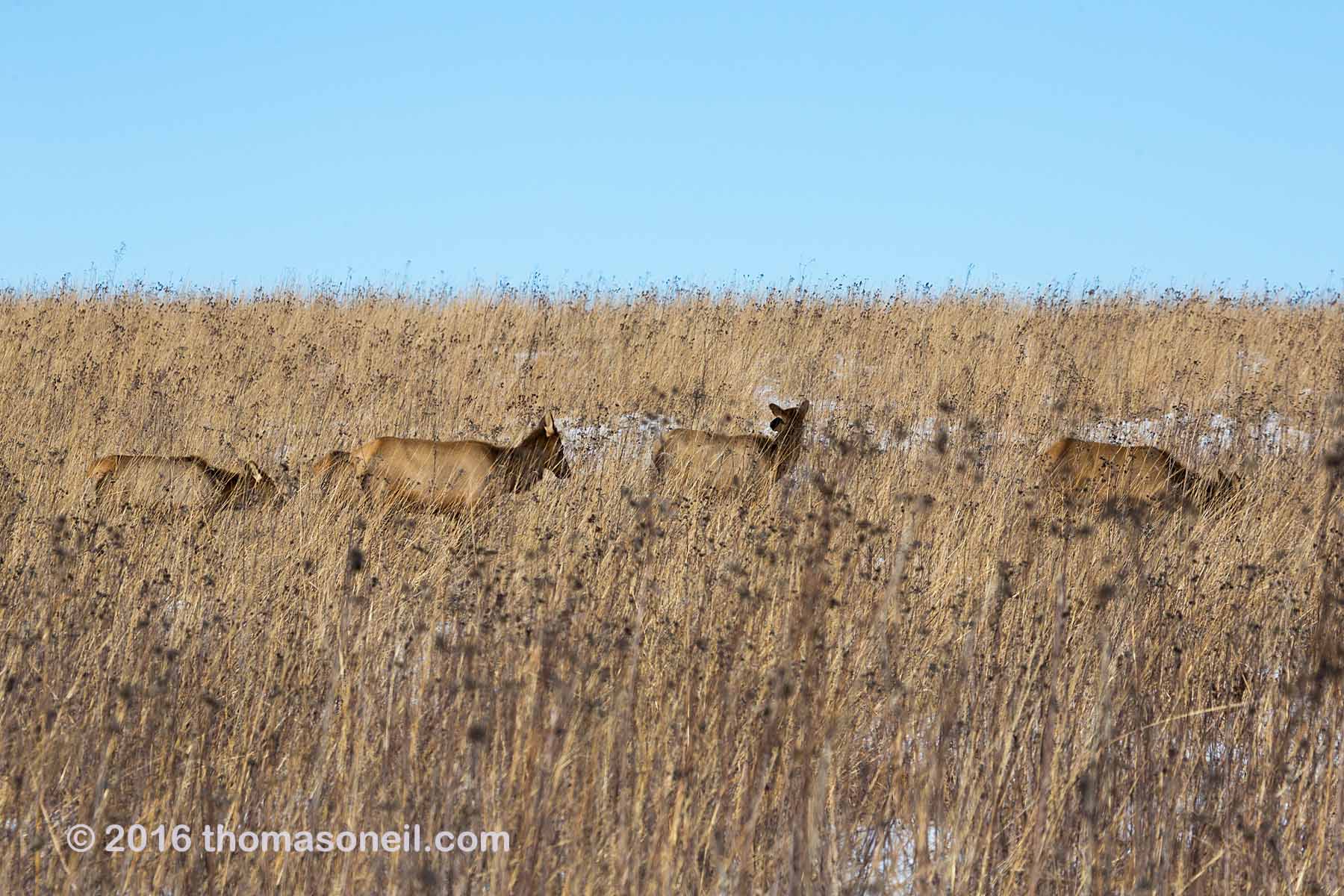 Elk hiding in the tallgrass prairie, Neal Smith NWR, Iowa.  Click for next photo.