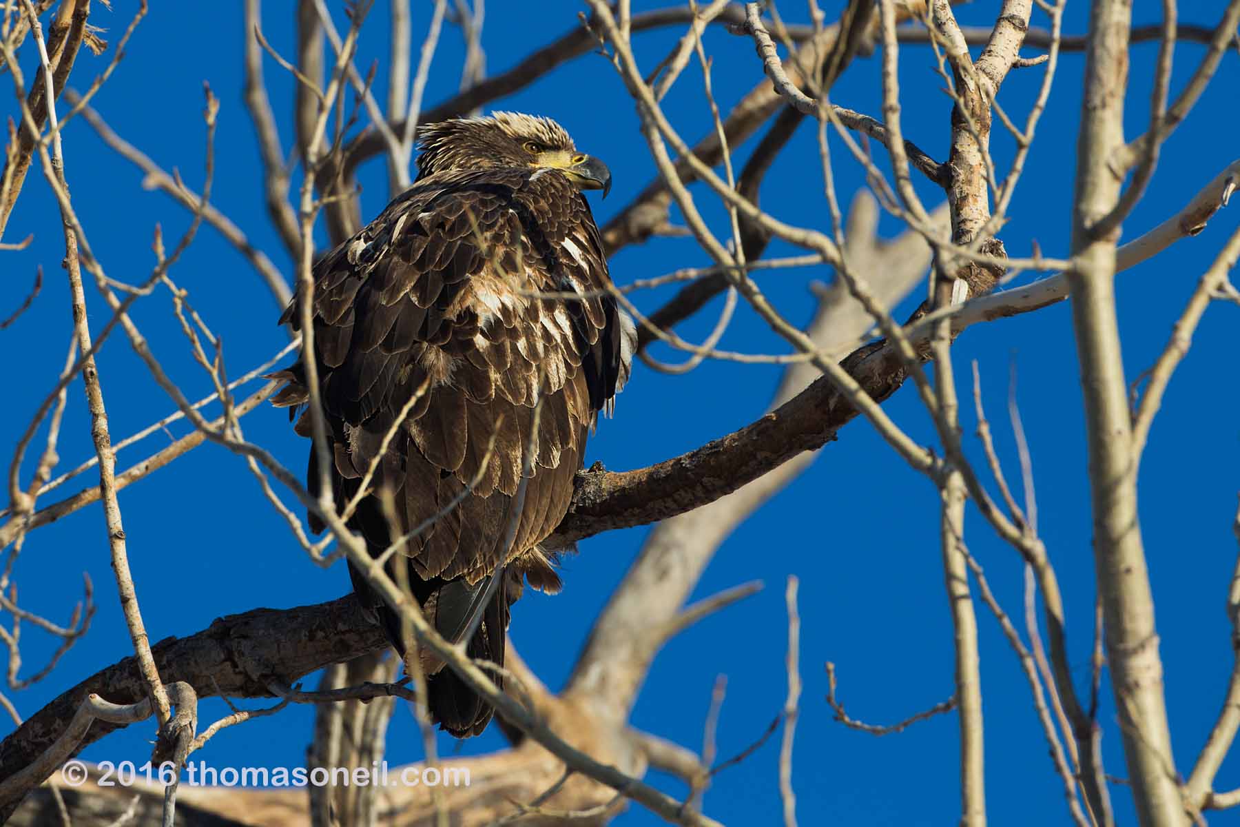 Juvenile Bald eagle, Squaw Creek National Wildlife Refuge, Missouri.  Click for next photo.