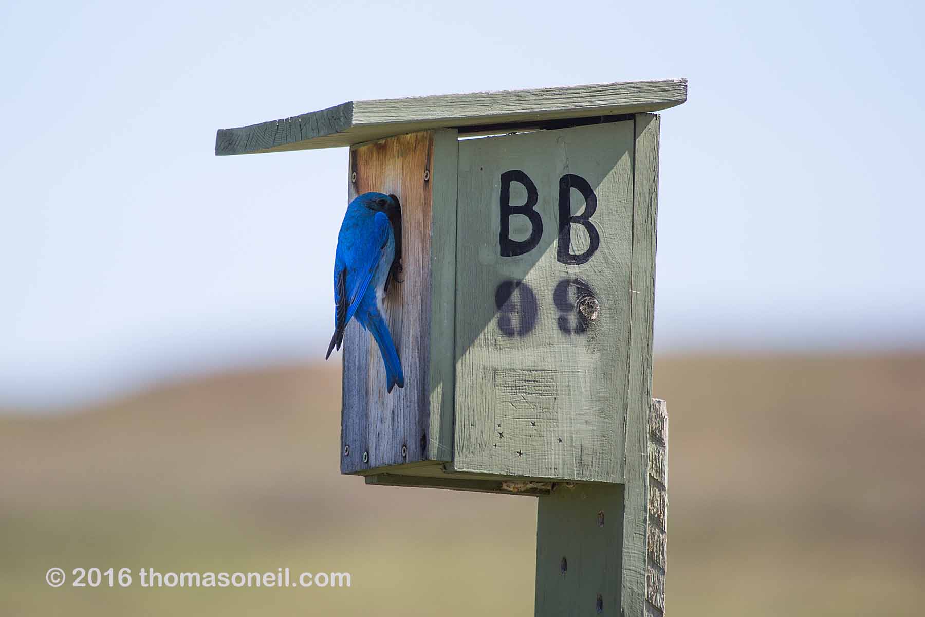 Mountain Bluebird bringing home food for hatchlings, Custer State Park, May 2016.  Click for next photo.