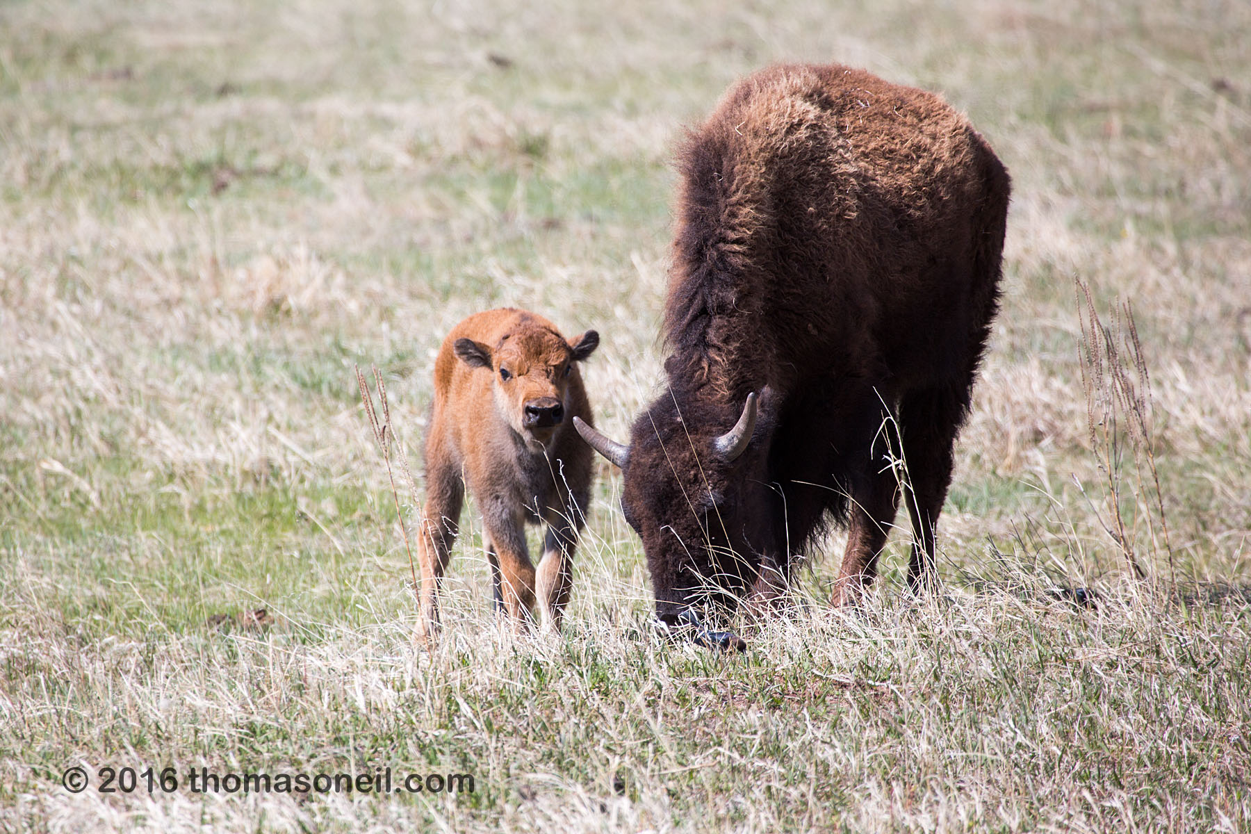 Bison with baby, Custer State Park, May 2016.  Click for next photo.