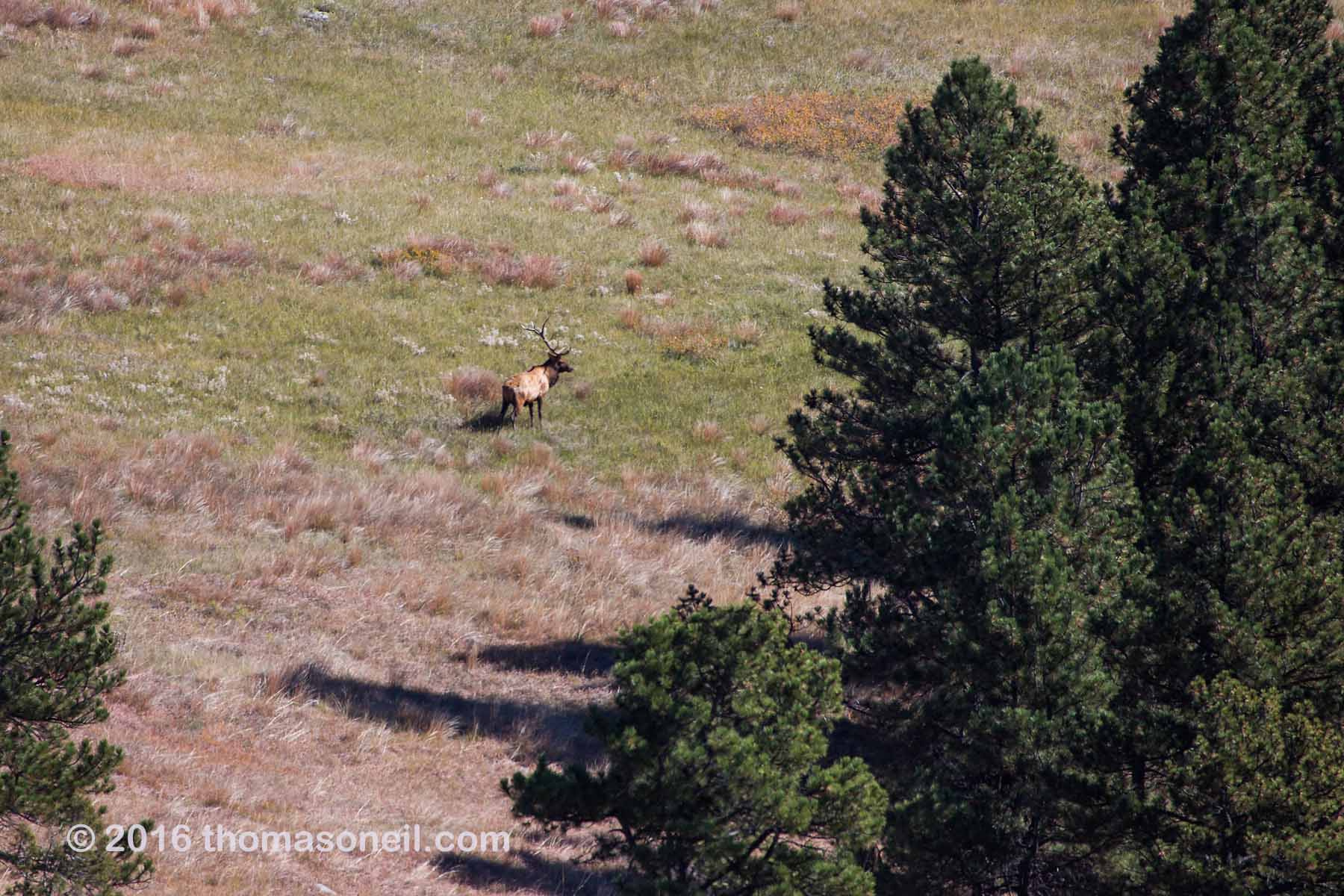 Distant SLR shot of elk while hiking down to my trailcam location, Wind Cave National Park.  Click for next photo.