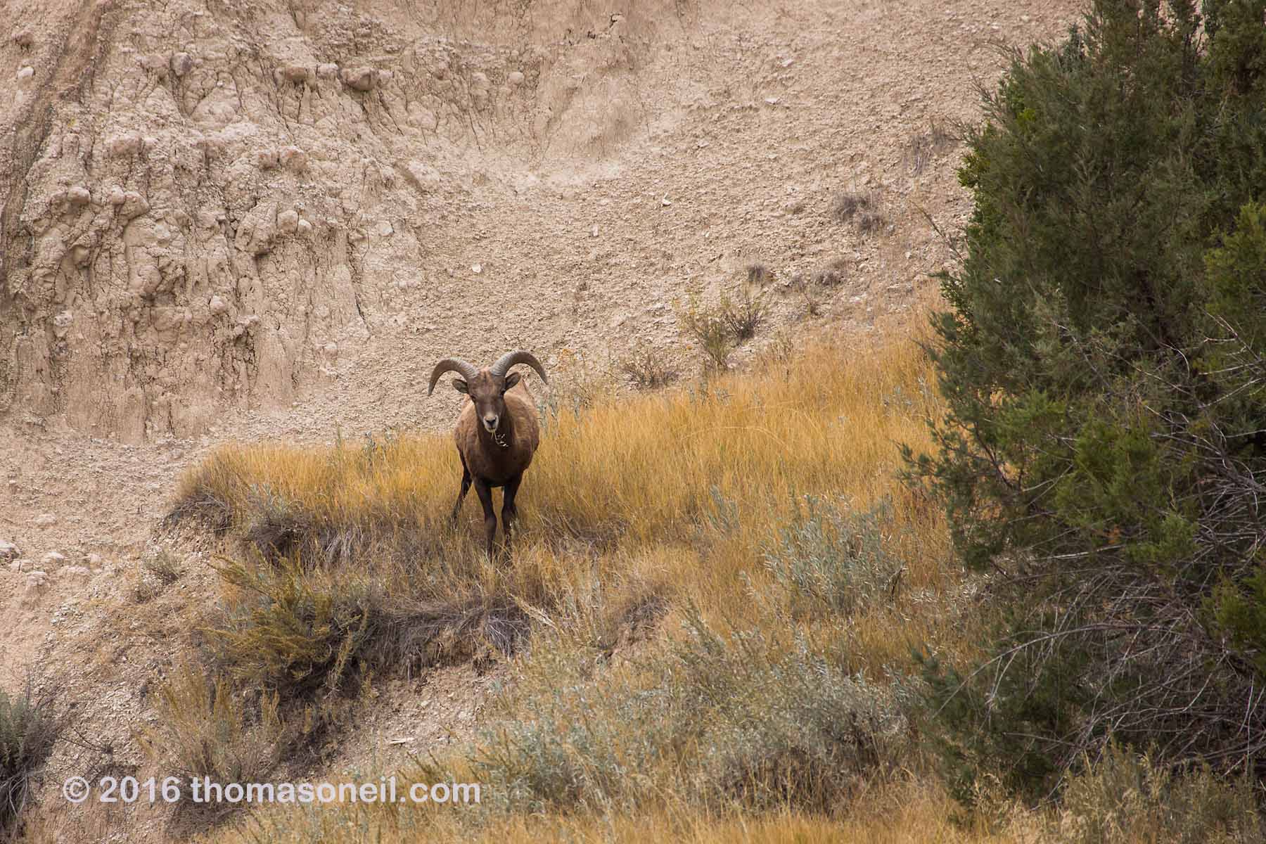 Bighorn sheep in the Badlands.  Click for next photo.