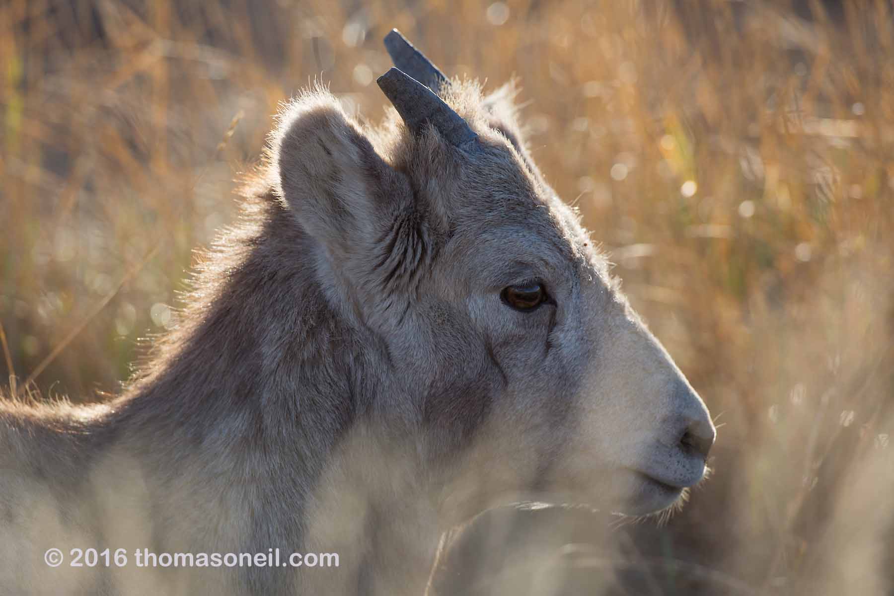 Bighorn lamb, Badlands National Park.  Click for next photo.