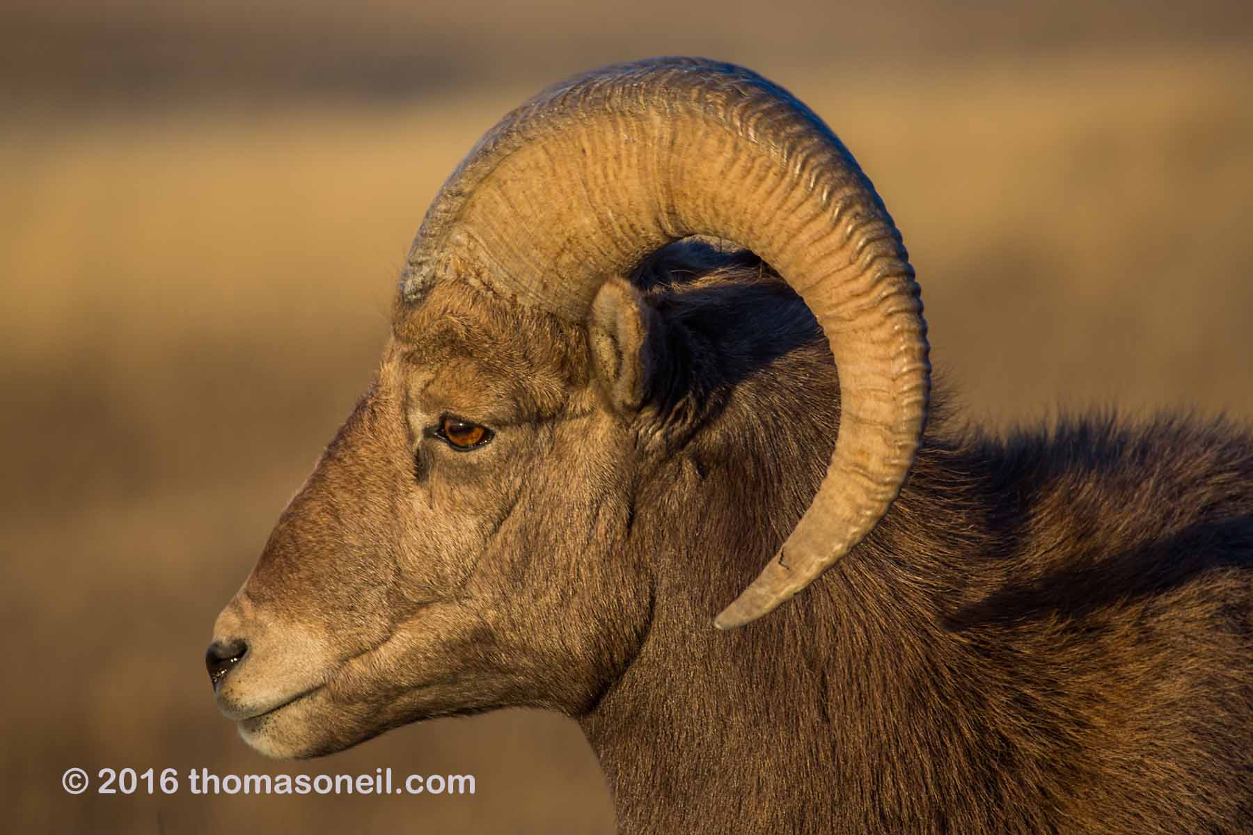 Rocky Mountain Bighorn Sheep, Badlands National Park.  Click for next photo.