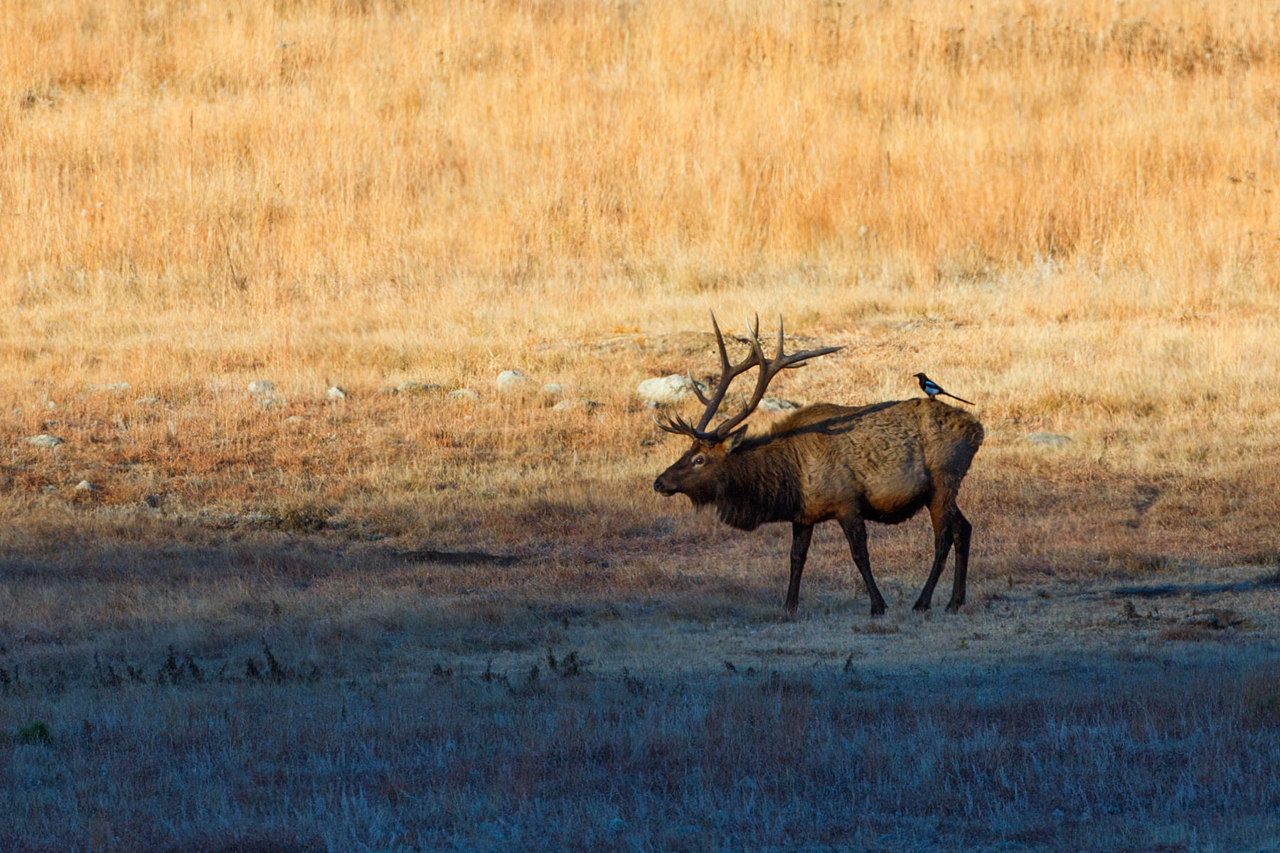 Elk carrying a magpie, Wind Cave National Park.  Click for next photo.