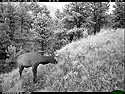 Elk on trailcam just before dawn, Wind Cave National Park, July 27, 2016.