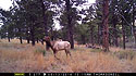 Elk on Moultrie trailcam, Wind Cave National Park, May 13, 2016.  Compare to following image on Primos trailcam.