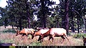 Elk on trailcam, Wind Cave National Park, Aug. 7, 2016.  Based on other images in this sequence, I estimate more than 20 elk passed through this area at this time.
