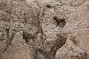 Bighorn sheep on a sheer cliff in the Badlands, October 2016.