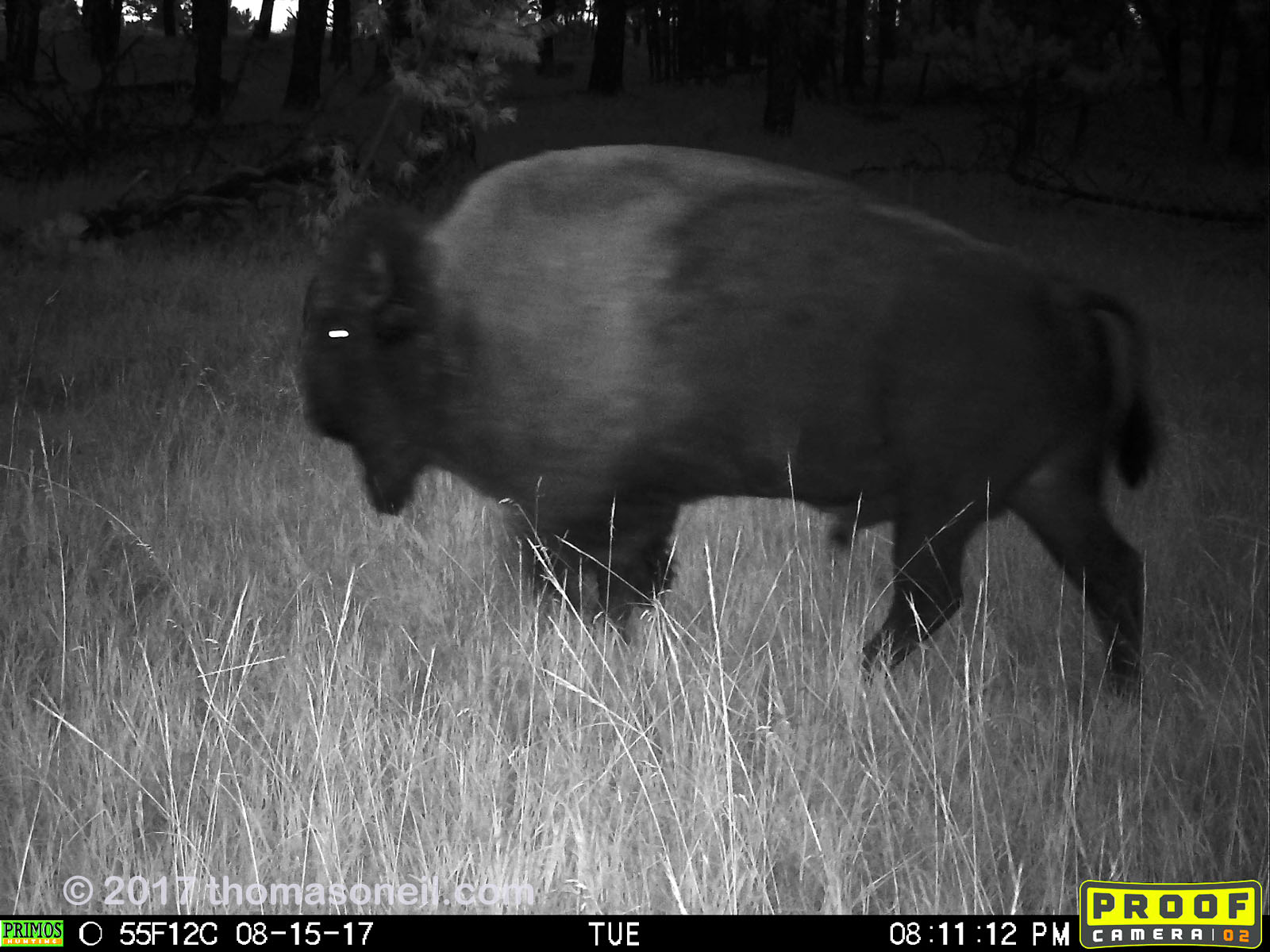 Bison.  Click for next photo.