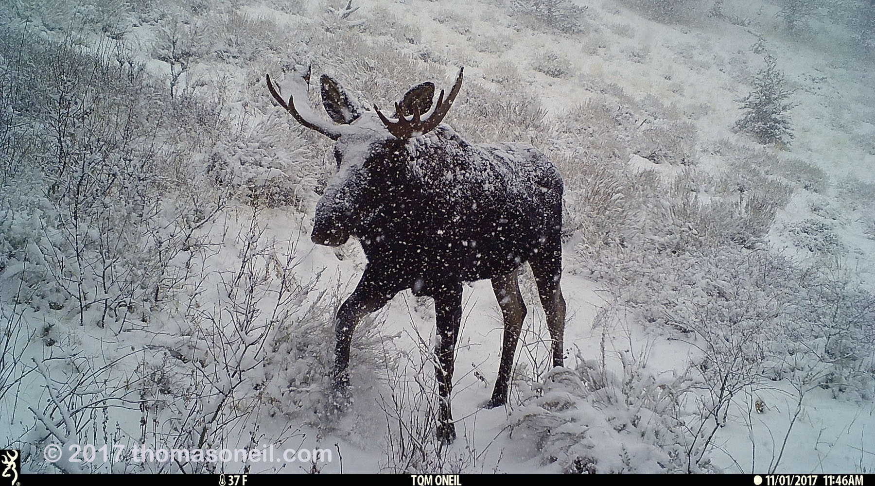 Moose in Montana on trailcam, November 2017.  Click for next photo.