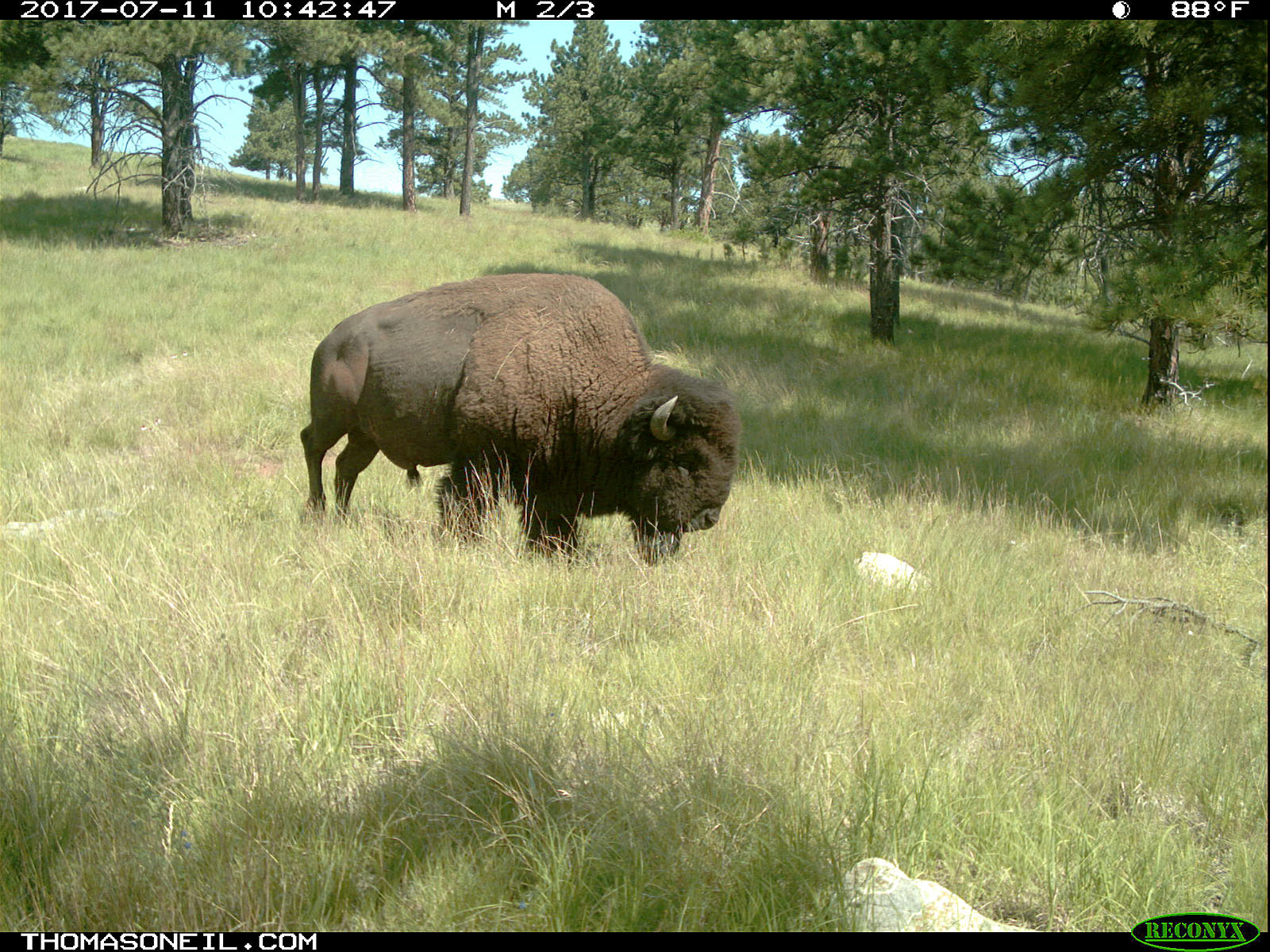 Bison staking out a grazing spot.  Click for next photo.
