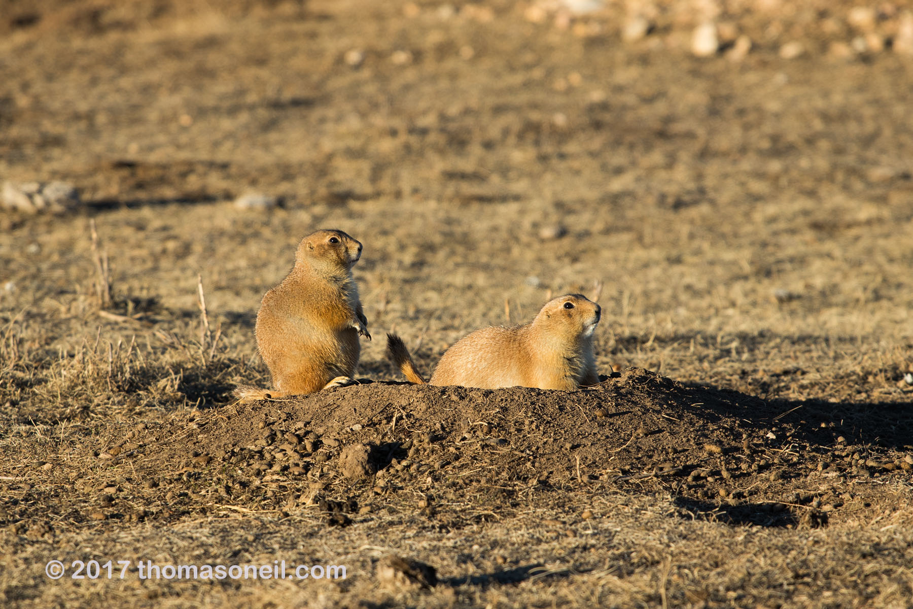 Prairie dogs in the Black Hills, South Dakota.  Click for next photo.