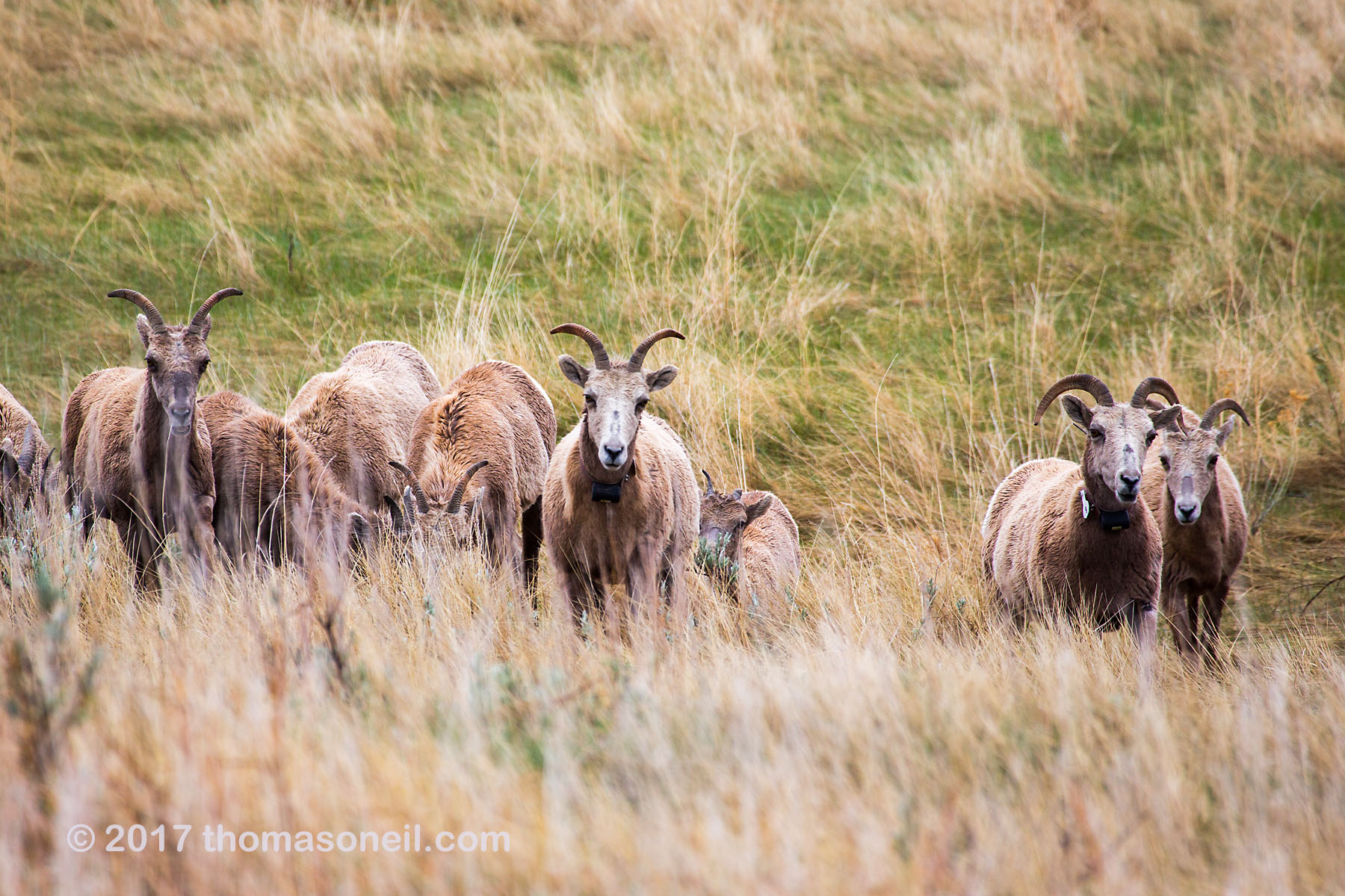 Bighorn ewes, Badlands National Park.  Click for next photo.
