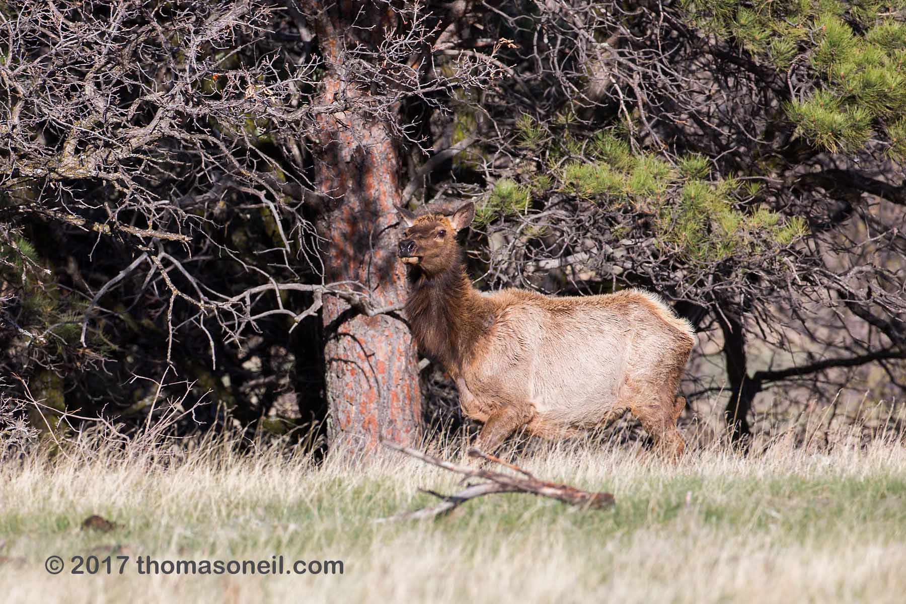 Elk in Custer State Park.  This was on a part of the Wildlife Loop near the airport where I had never seen an elk before.  Click for next photo.
