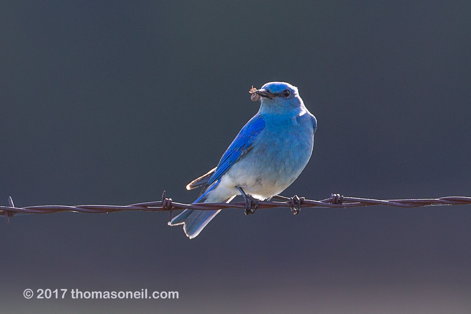Mountain Bluebird in Custer State Park, April 2017.  Click for next photo.