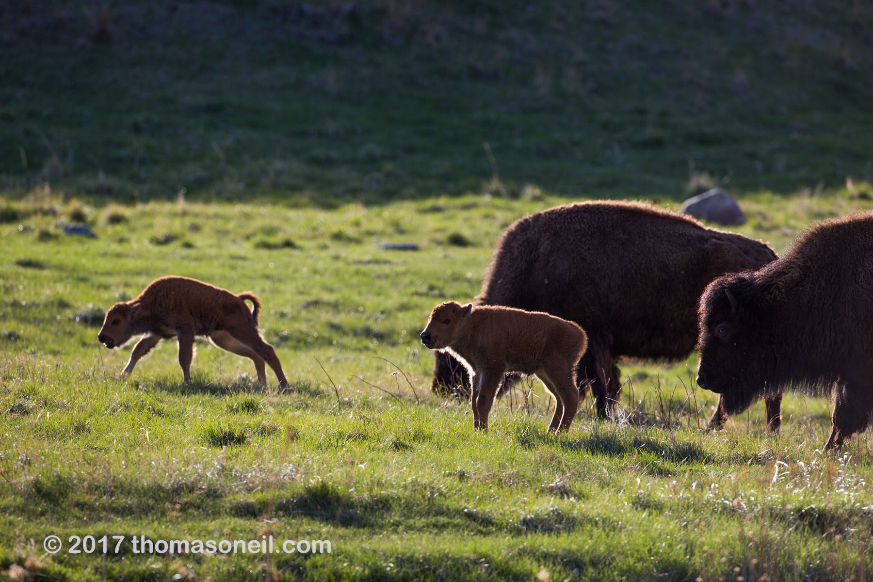 Bison baby in Custer State Park.  Click for next photo.