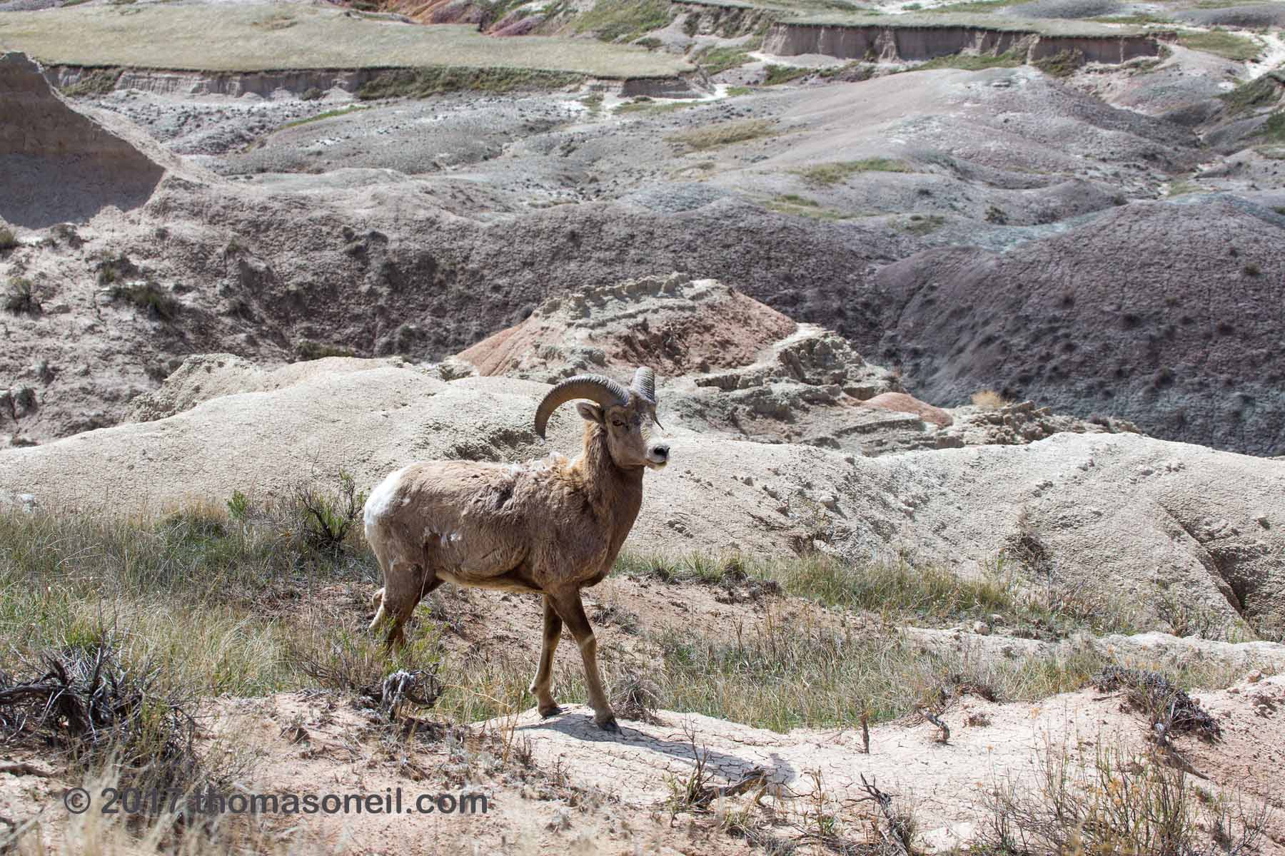 Bighorn in the Badlands.  Click for next photo.