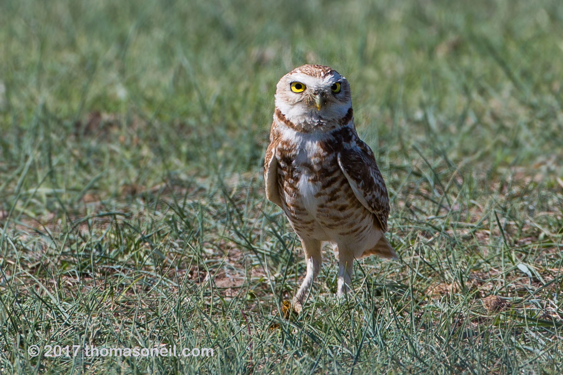 Burrowing owl south of Pierre, SD, May 2017.  Click for next photo.