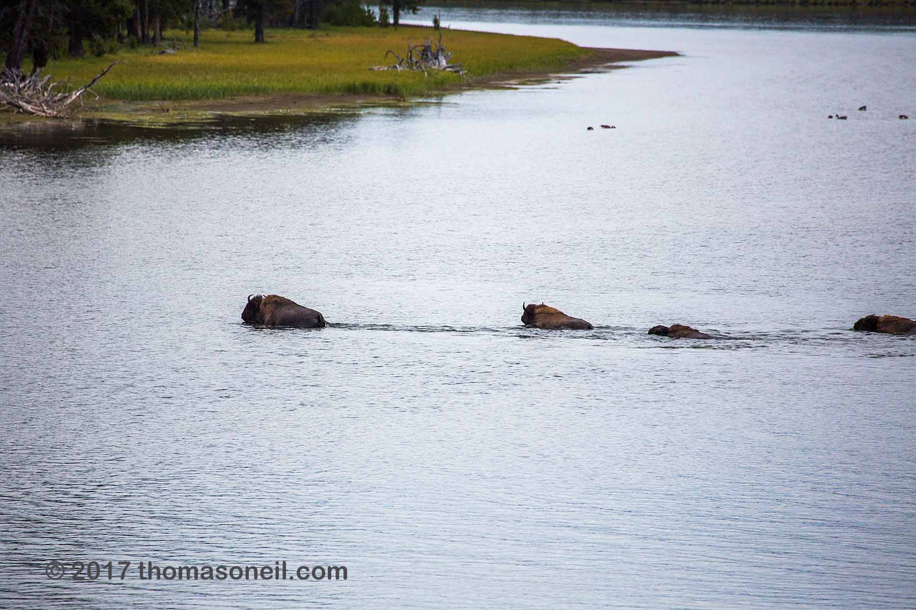 Bison swimming across the Yellowstone River, Yellowstone National Park.  Click for next photo.