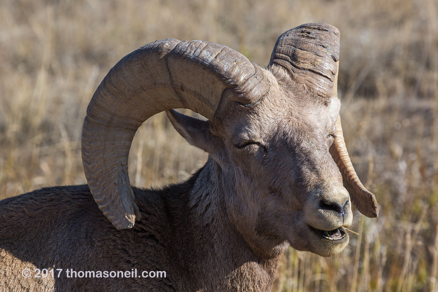 Bighorn in the Badlands, South Dakota.  Click for next photo.