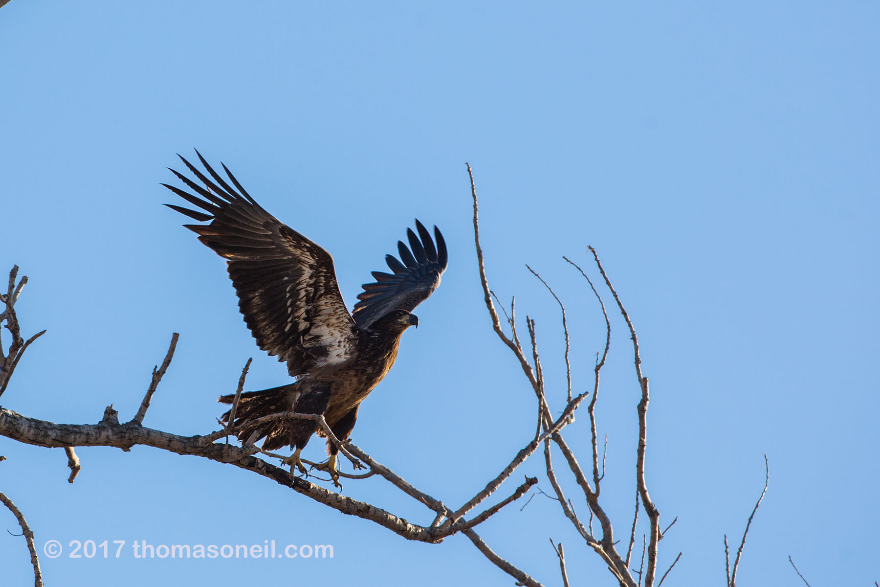 Juvenile Bald eagle, Loess Bluffs National Wildlife Refuge, Missouri, December 2017.  Click for next photo.