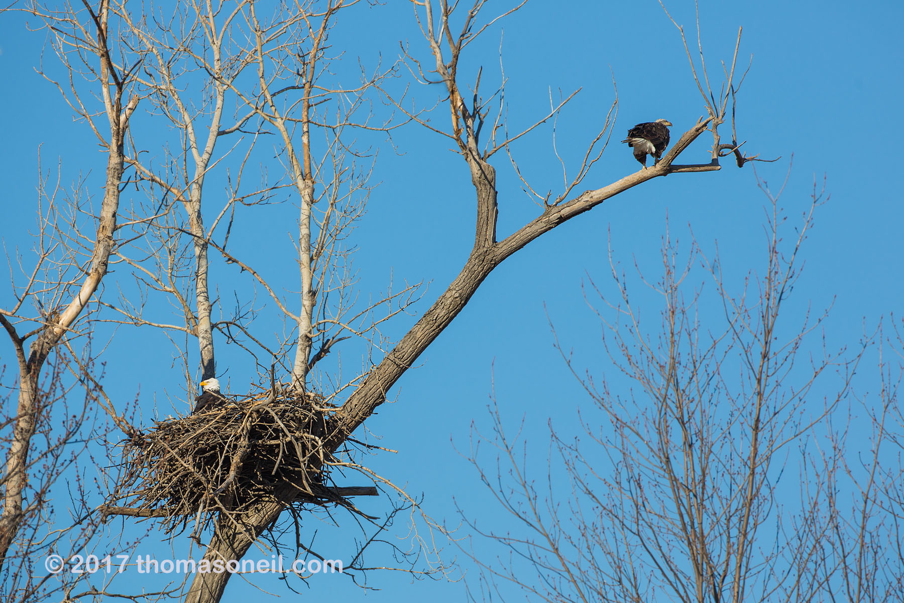 Bald Eagles at nest, Loess Bluffs National Wildlife Refuge, Missouri, December 2017.  Click for next photo.