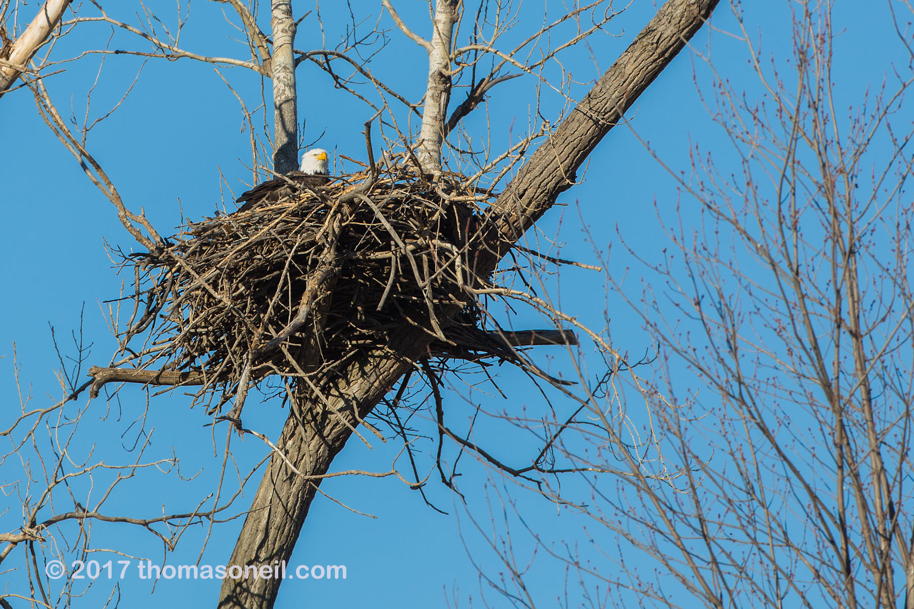 Bald Eagle in nest, Loess Bluffs National Wildlife Refuge, Missouri, December 2017.  Click for next photo.