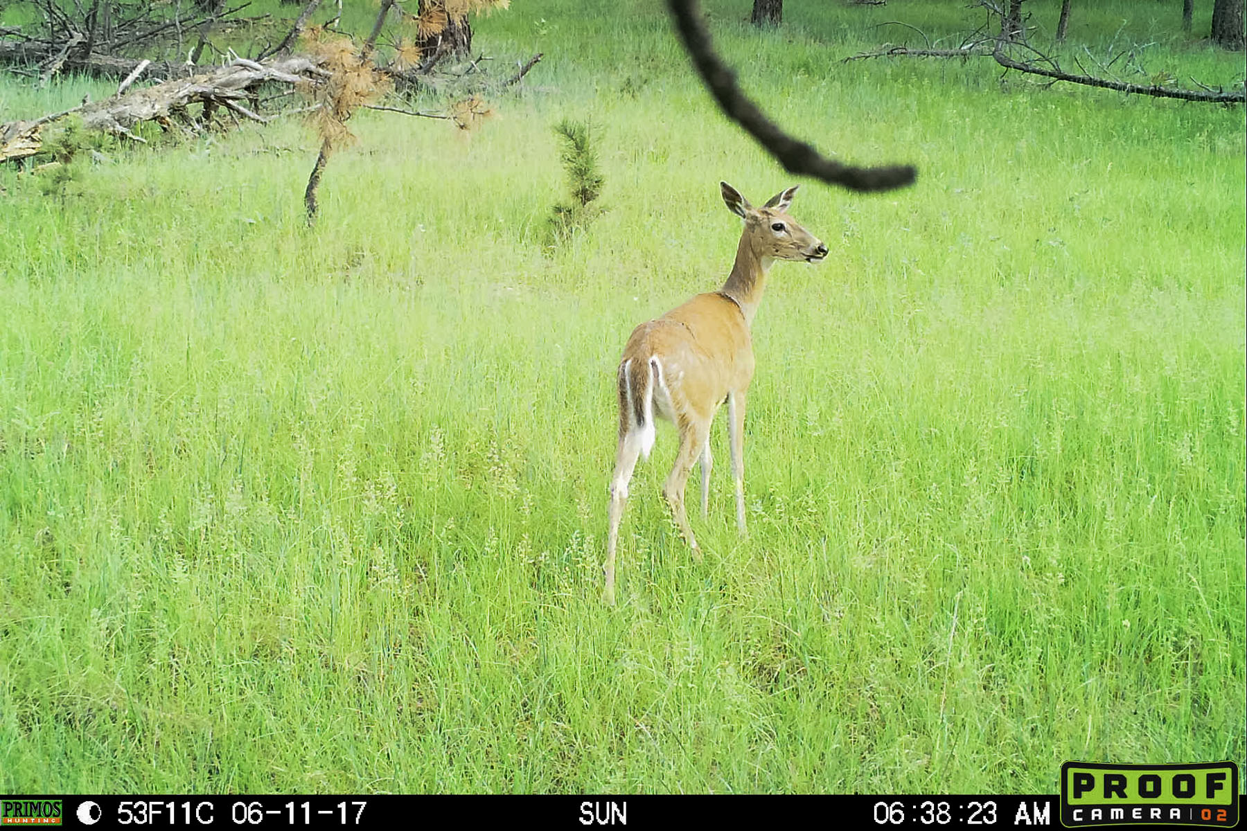 Deer.  This is probably the best image I can get from the Primos trailcam, but I�m going to try something else.  Click for next photo.