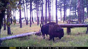 Custer State Park bison on trailcam, October 2017.  This trailcam was destroyed by fire at this location two months later.