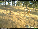Elk image three days before the forest fire, Wind Cave National Park.