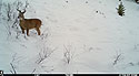 Deer in the snow near Red Lodge, MT, 2017.