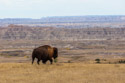A solitary bison looking for a spot to graze along the rim above the Badlands, South Dakota.