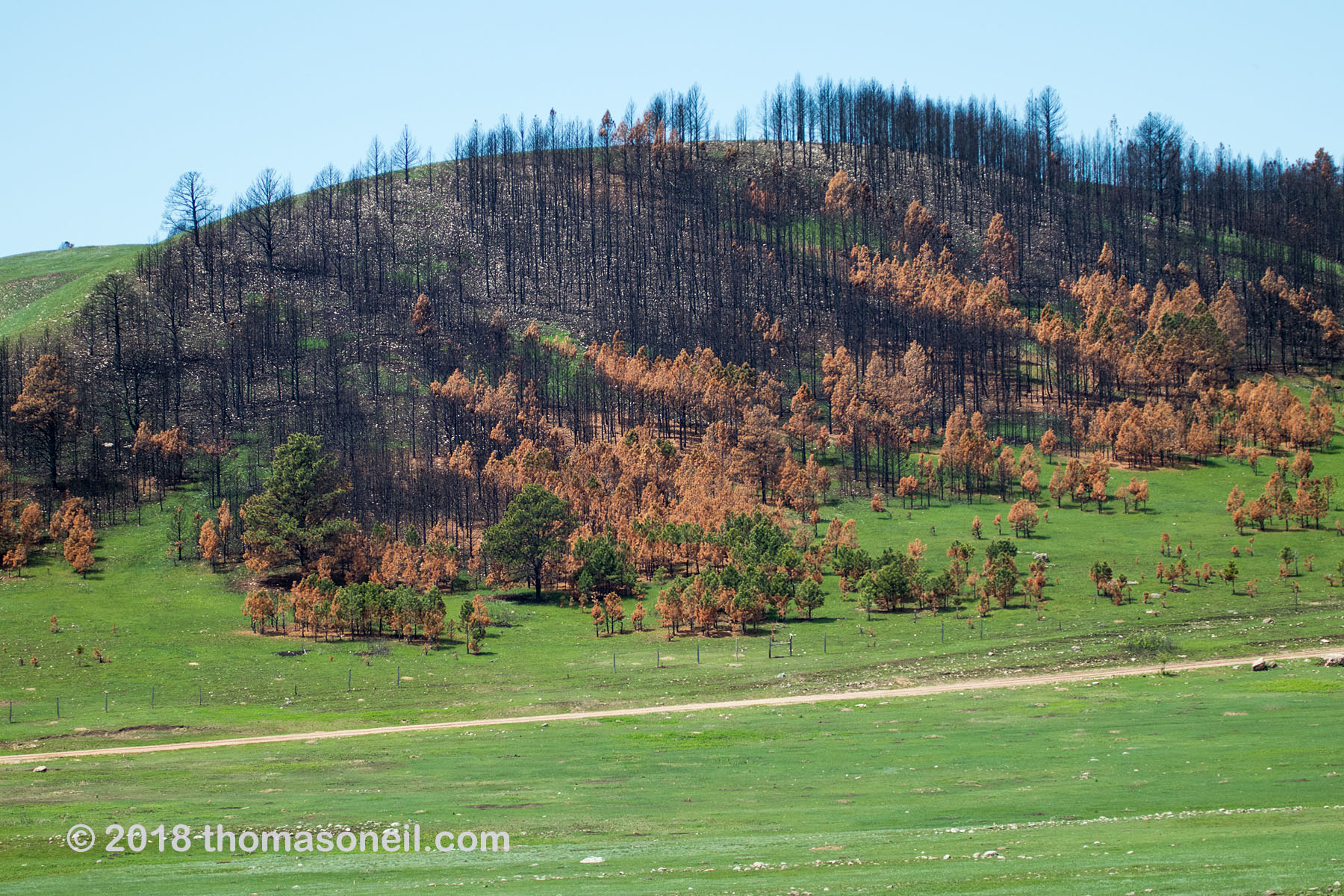 Custer State Park May 2018 showing the effects of the November 2017 fire.  Click for next photo.