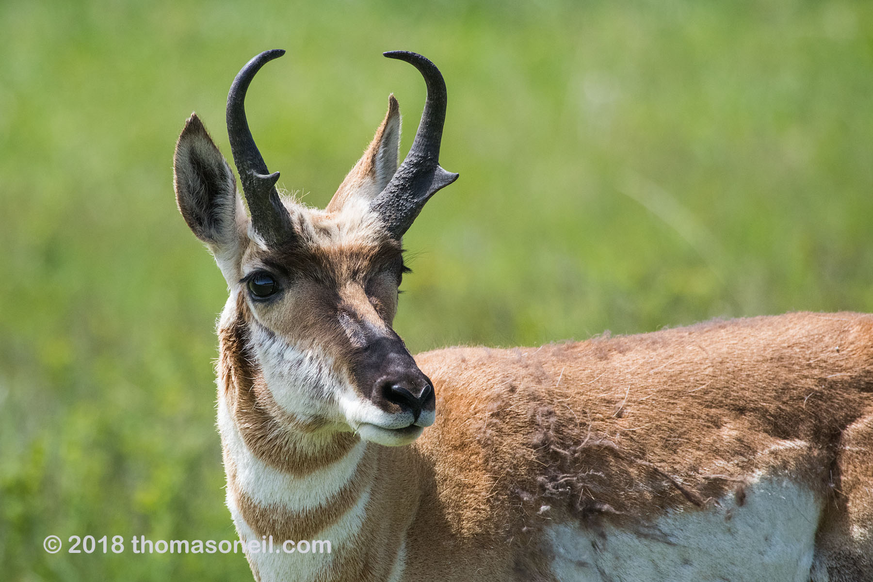 Pronghorn, Custer State Park.  Click for next photo.