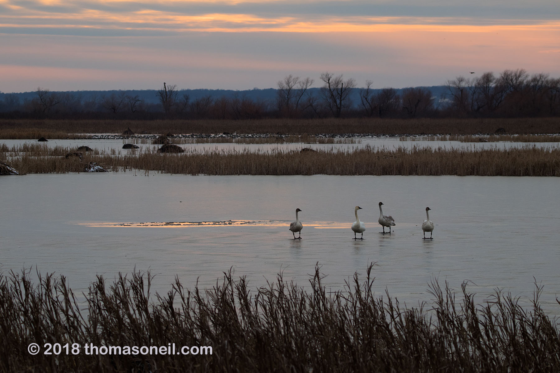 Trumpeter swans, Loess Bluffs National Wildlife Refuge, Missouri.  Click for next photo.