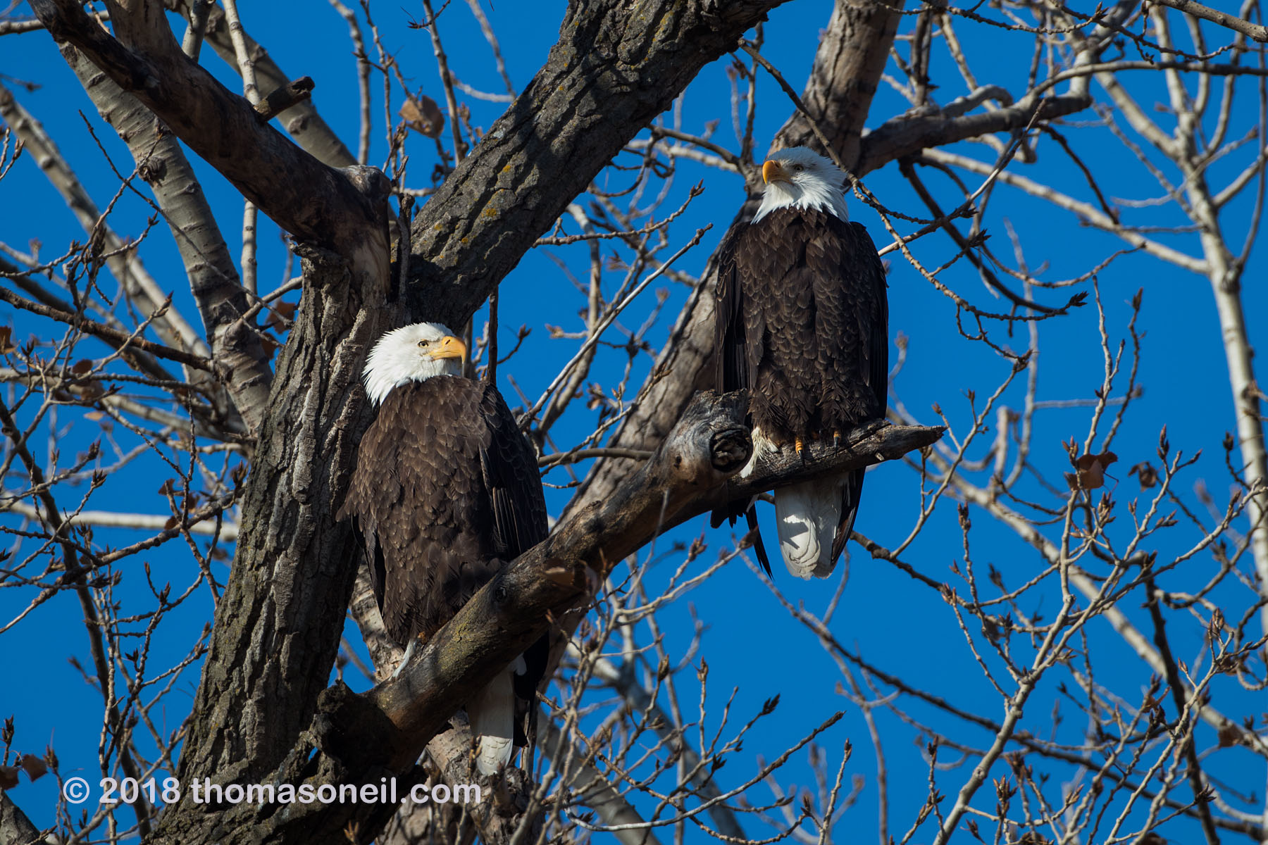 Bald eagles, Loess Bluffs National Wildlife Refuge, Missouri.  Click for next photo.
