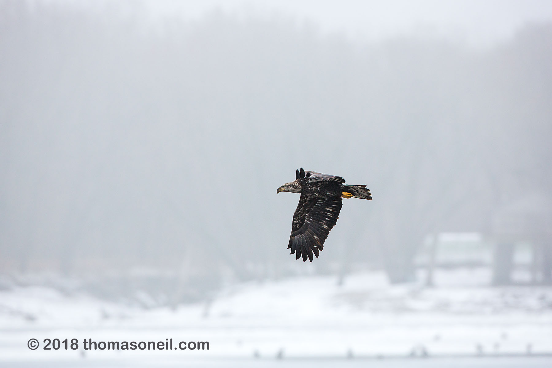 Juvenile bald eagle, Keokuk, Iowa, January 2018.  Click for next photo.