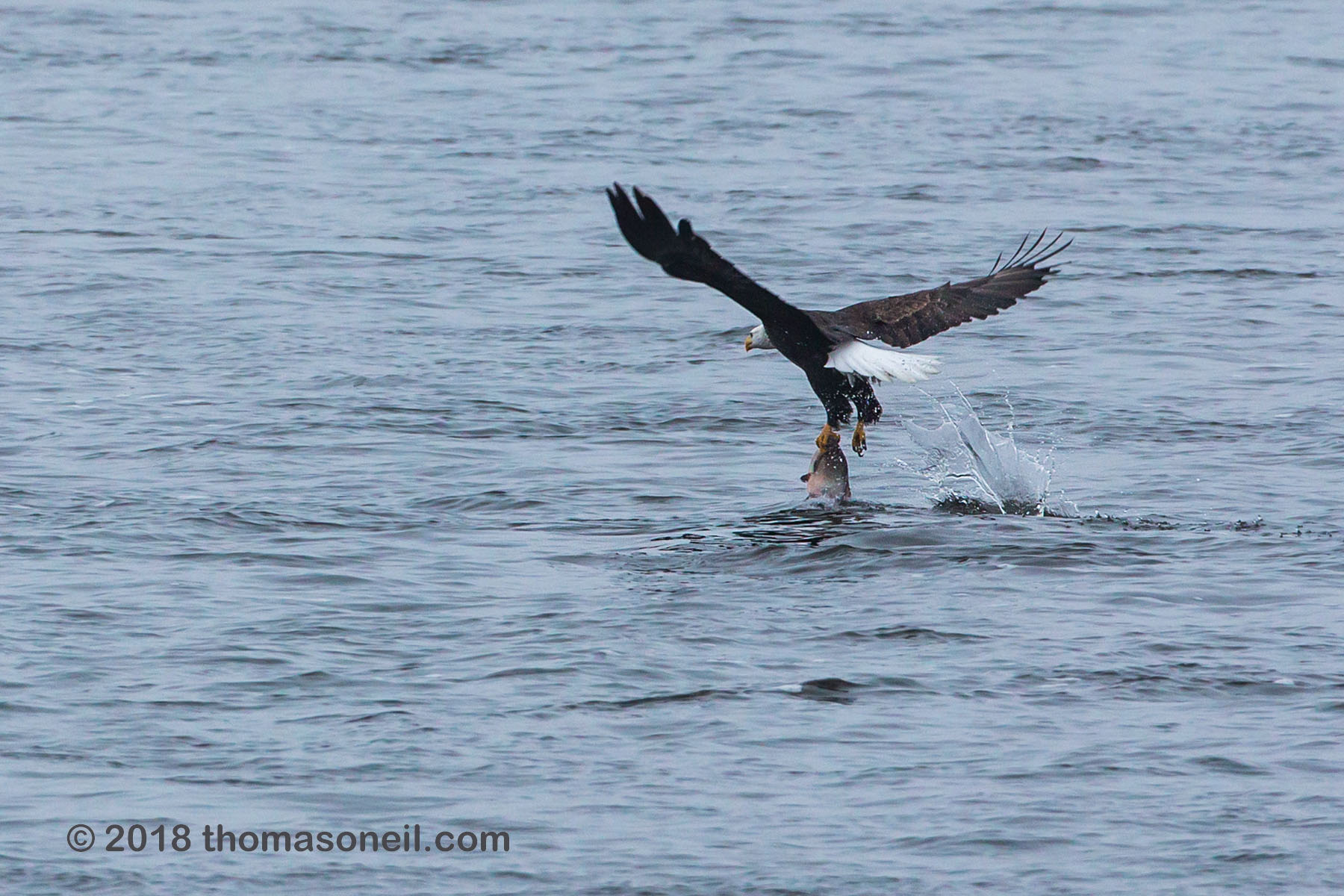 Bald eagle pulls the fish out of the water, Keokuk, Iowa, January 2018.  Click for next photo.