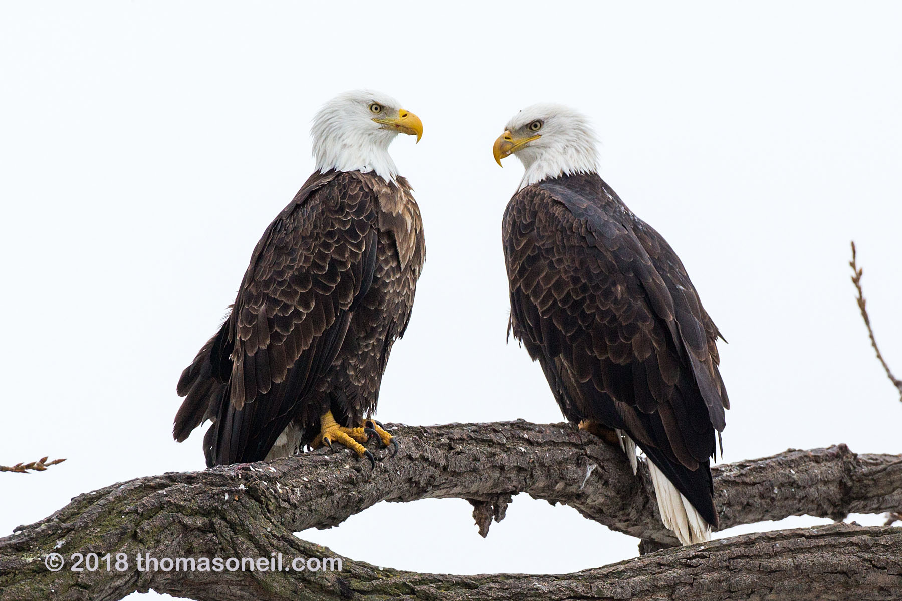 Bald eagles, Keokuk, Iowa, January 2018.  Click for next photo.