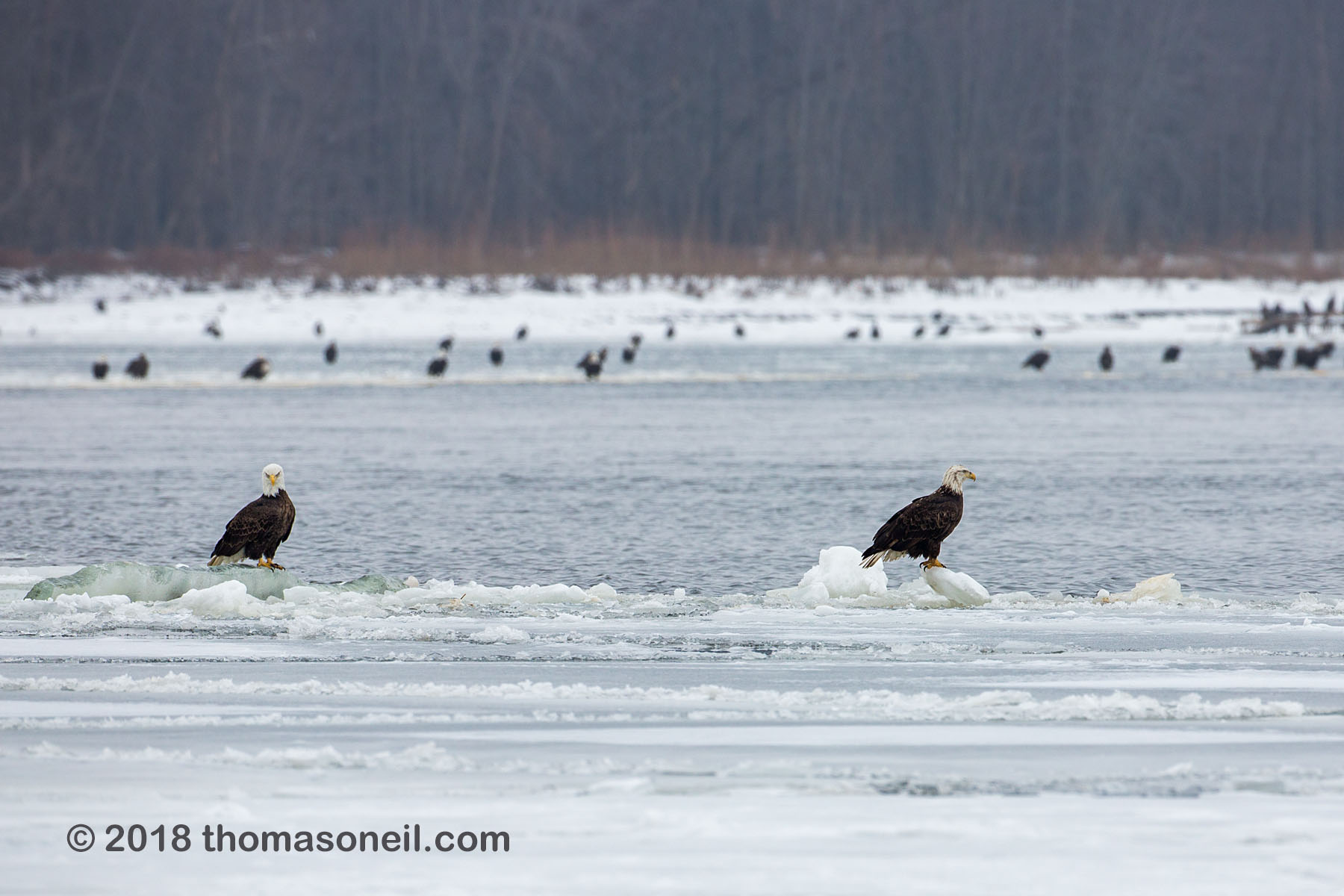 Bald eagles on the Mississippi River ice, Lock and Dam 18, Illinois, January 2018.  Click for next photo.