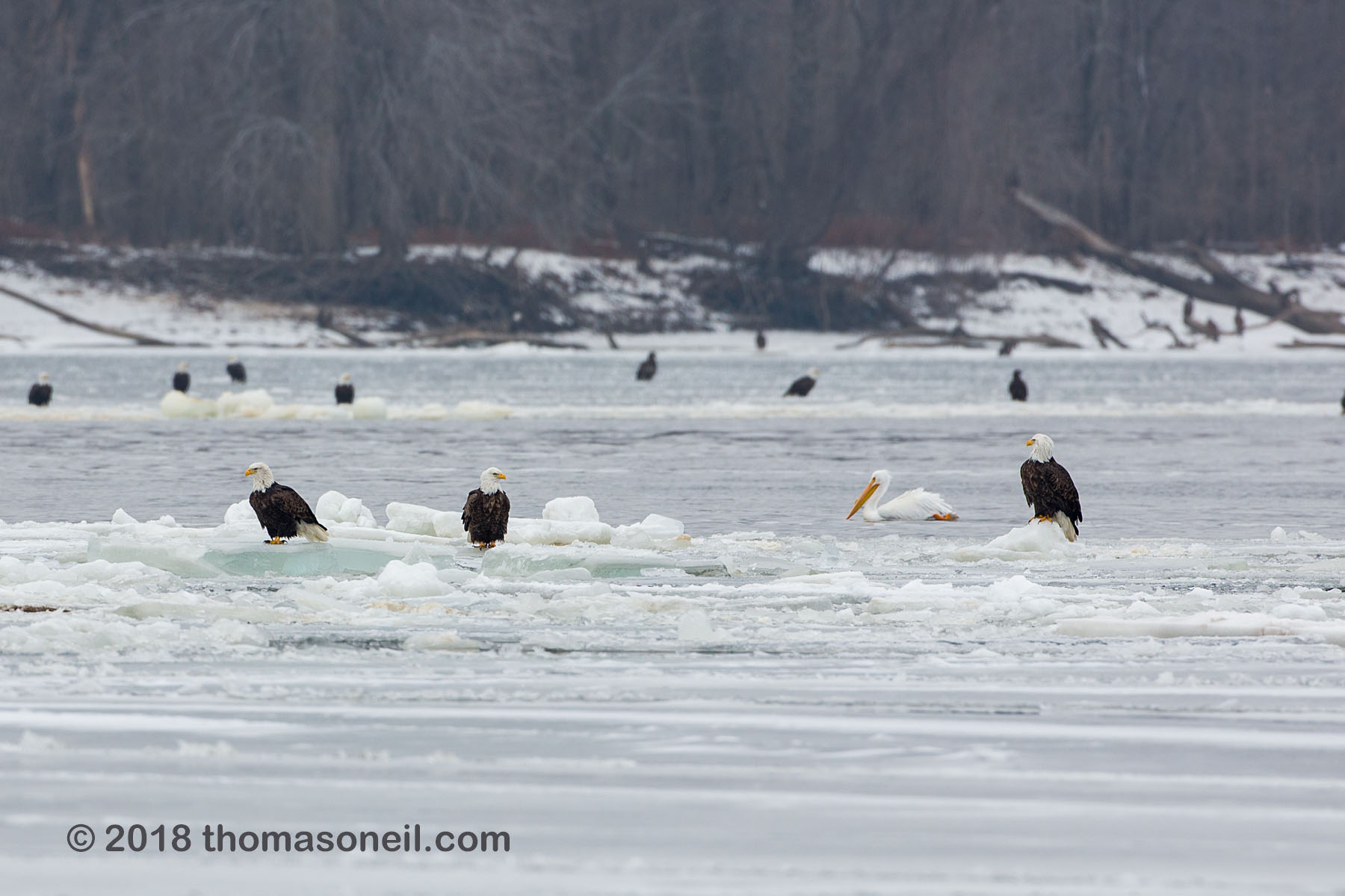 A pelican floating among the bald eagles, Lock and Dam 18, Illinois, January 2018.  Click for next photo.