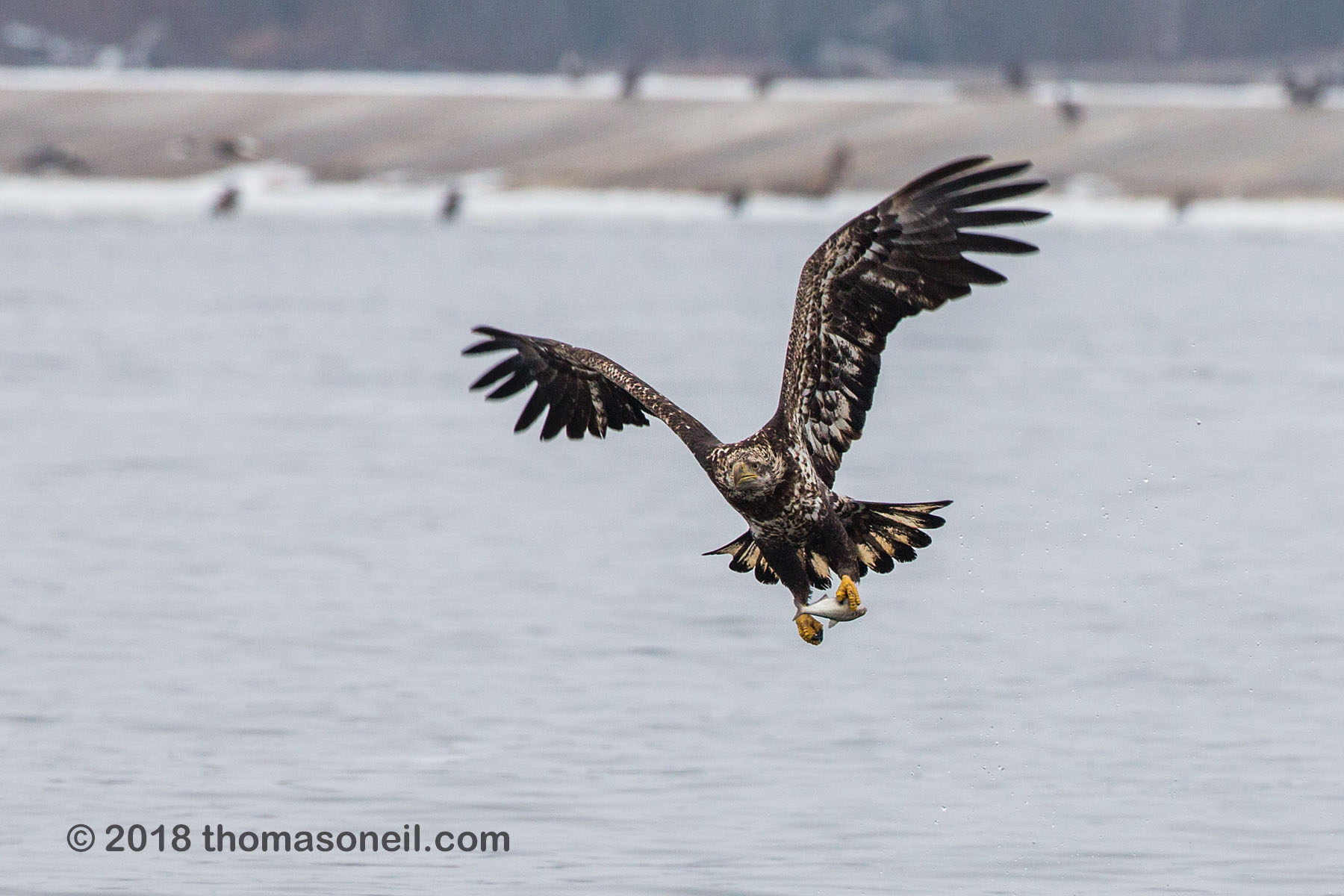 Juvenile bald eagle with fish, 8 of 13 in sequence, Lock and Dam 18, Illinois, January 2018.  Click for next photo.
