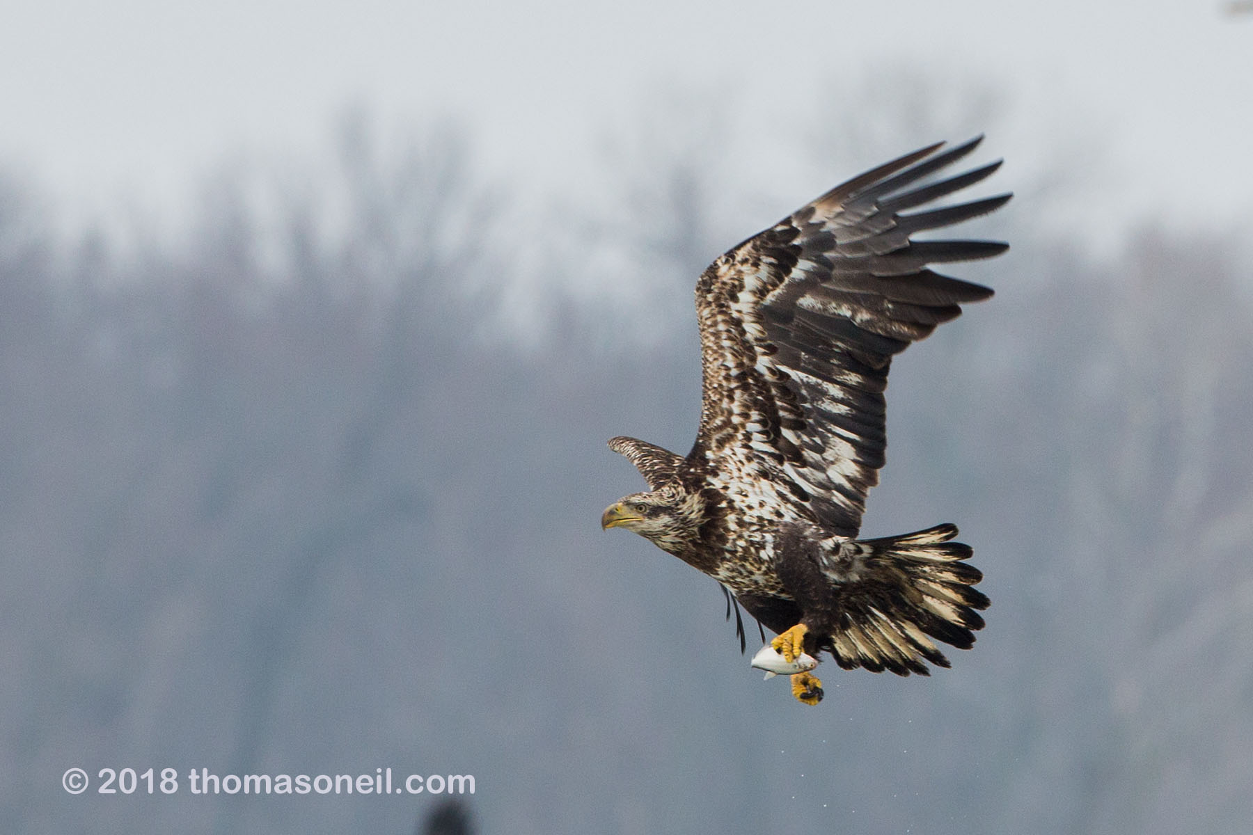 Juvenile bald eagle with fish, 10 of 13 in sequence, Lock and Dam 18, Illinois, January 2018.  Click for next photo.