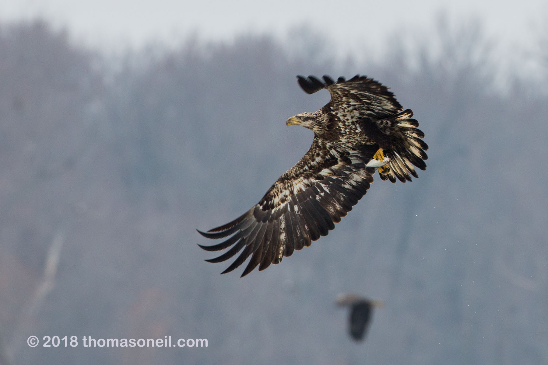 Juvenile bald eagle with fish, 11 of 13 in sequence, Lock and Dam 18, Illinois, January 2018.  Click for next photo.