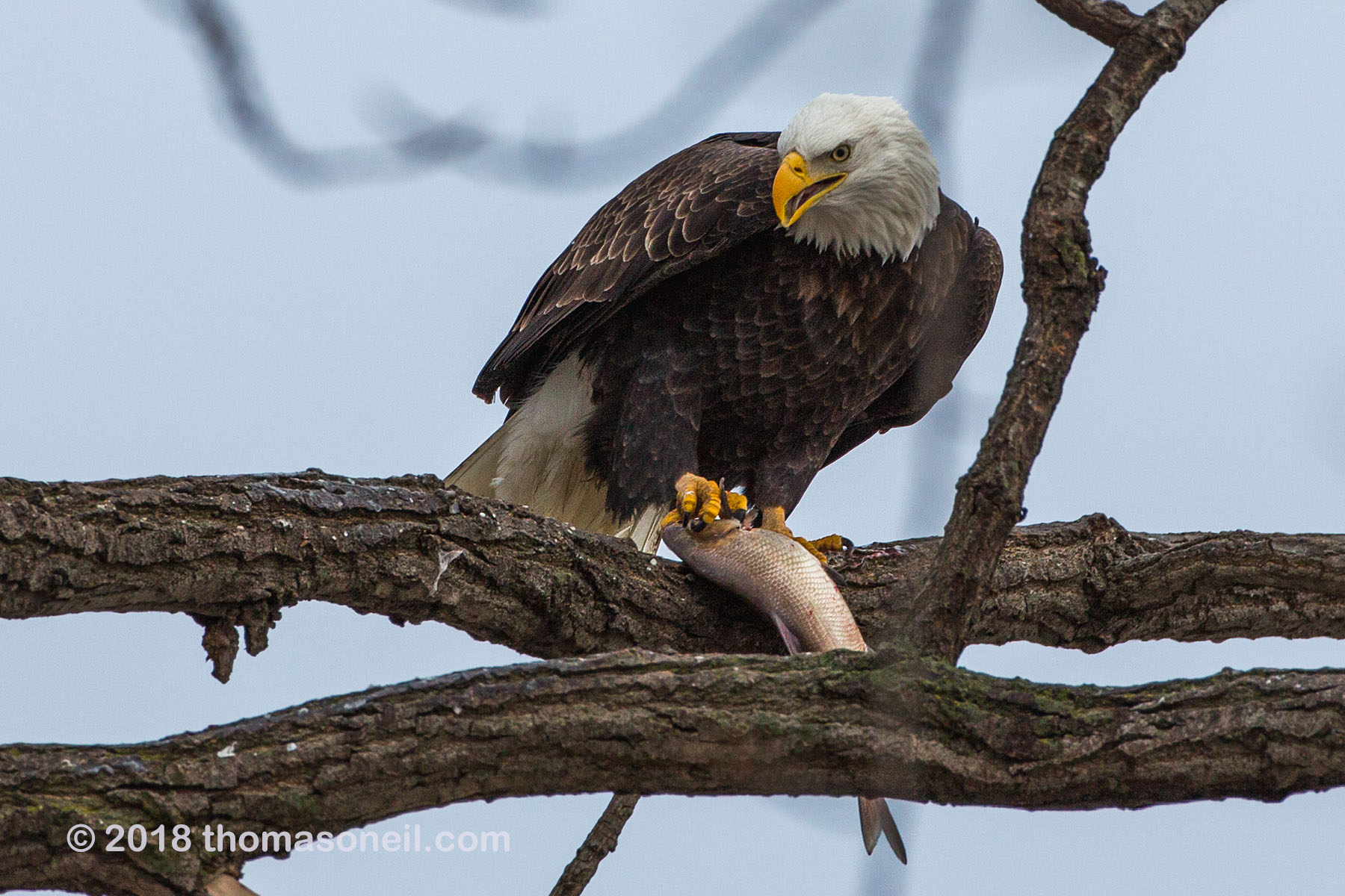 Bald eagle finds a spot to enjoy dinner, 1 of 7 in sequence, Keokuk, Iowa, January 2018.  Click for next photo.