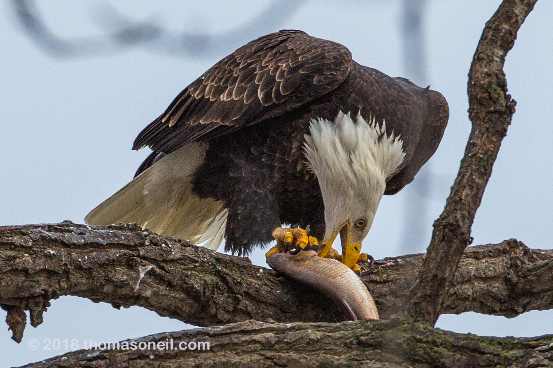 Bald eagle eating fish, 2 of 7 in sequence, Keokuk, Iowa, January 2018.  Click for next photo.